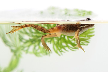 Small frog swimming among aquatic plants. Close up