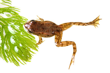 Small frog among aquatic plants. Close up