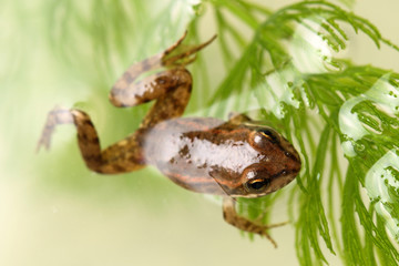 Small frog among aquatic plants. Close up