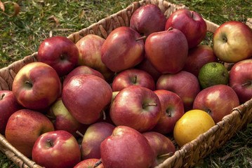 Wicker basket with red autumn organic apples on green grass