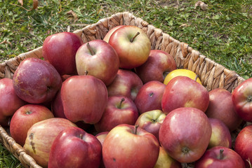 Wicker basket with red autumn organic apples on green grass
