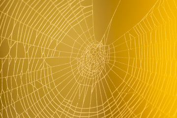 Pretty scary frightening spider web - 57163251