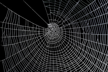 Pretty scary frightening spider web - 57163278