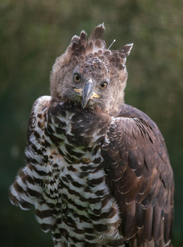 african crowned eagle