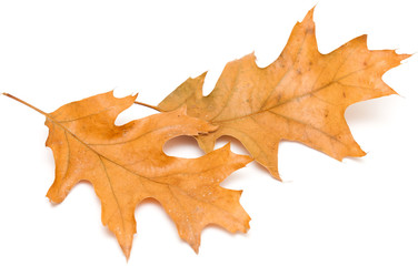 red oak leaves