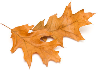 red oak leaves