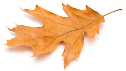 red oak leaves