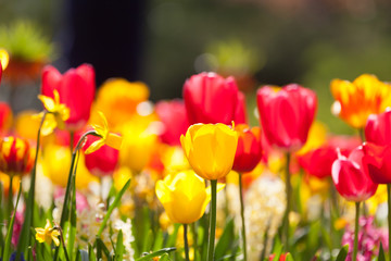 Arrangement of multi colored flowers