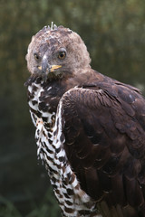 Crownd Eagle