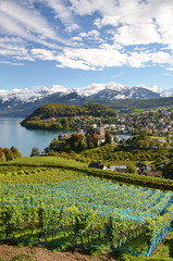 Vineyards in Spiez, Switzerland