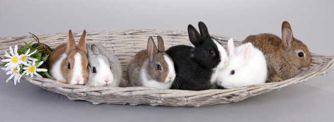 Hase