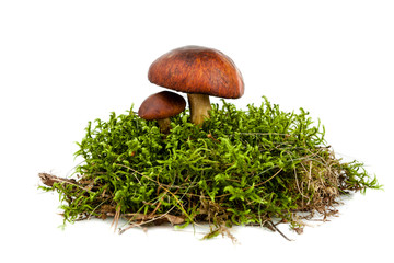 forest mushroom in green moss isolated on white background