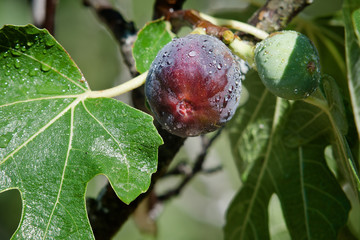 figs