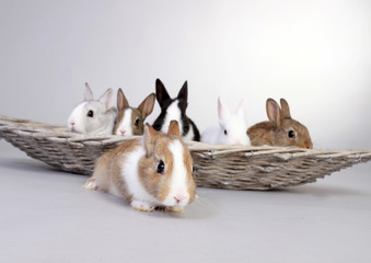 Hase