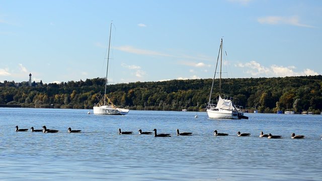Entenschwarm