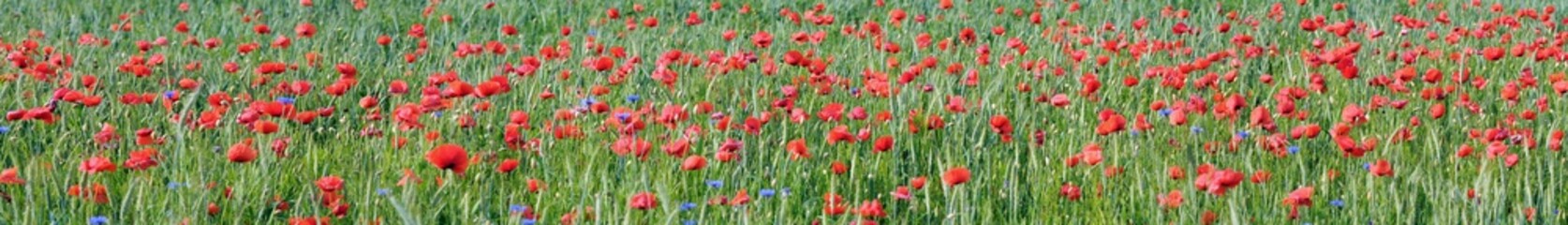 Maki panorama © jaworex