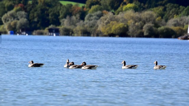 Enten am See