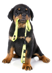 rottweiler and leash