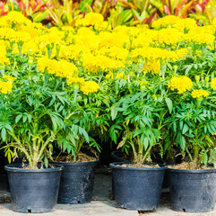 Marigold