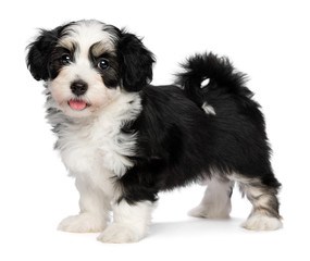 A beautiful happy tricolor havanese puppy dog is standing