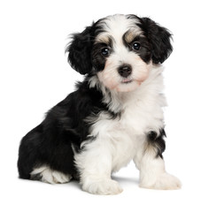 A beautiful sitting tricolor havanese puppy dog