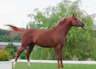 exterior of arabian chestnut  stallion at the mountain backgroun