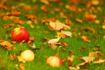 Autumn background, red apples on ground in garden