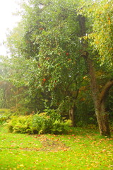 Fototapeta na wymiar Peaceful garden and path. Apple tree in the background