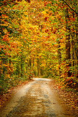 Panele Szklane Podświetlane  Jesienny las