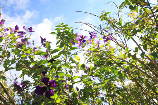 Beautiful clematis against blue sky