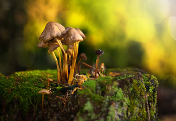 A group of mushrooms on a stub