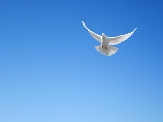 White dove flying in the sky