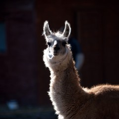 Obraz premium animal