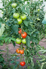 Growing tomatoes.