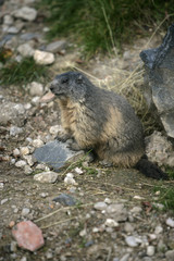 Naklejka na ściany i meble Alpine marmot, Marmota marmota