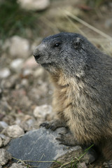 Naklejka premium Alpine marmot, Marmota marmota