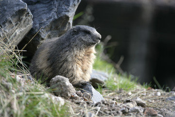 Naklejka na ściany i meble Alpine marmot, Marmota marmota
