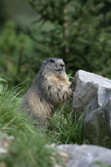 Alpine marmot, Marmota marmota