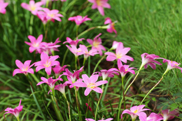 Fototapeta premium pink Zephyranthes Lily