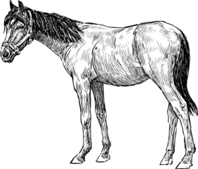 young horse