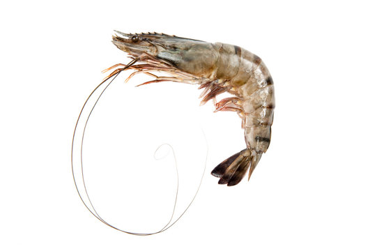 Black tiger shrimp