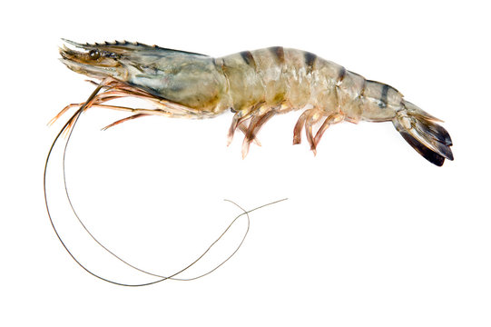 Black tiger shrimp