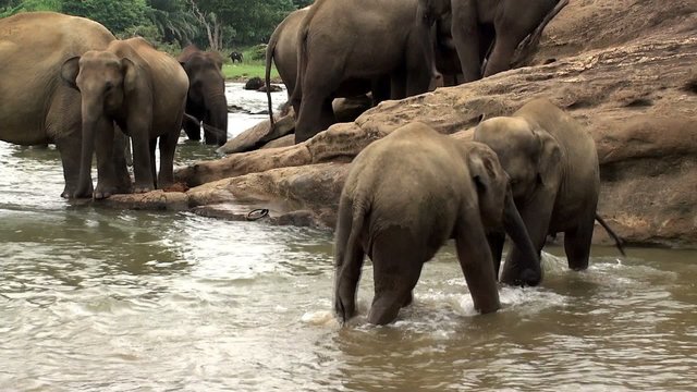 Elephant babies are bathing & playing in Maha Oya river.