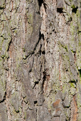 tree texture