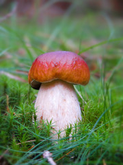 Mushroom in autumn forest. 