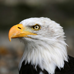 Weißkopfseeadler