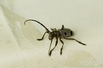 The Capricorn Beetle