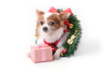 Chihuahua and gift