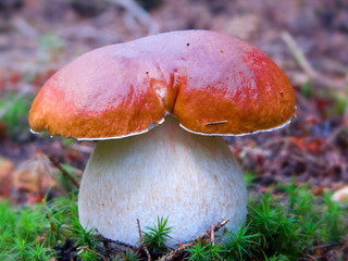 Mushroom in autumn forest. 