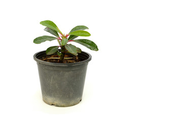 small cactus in pot isolated on white background